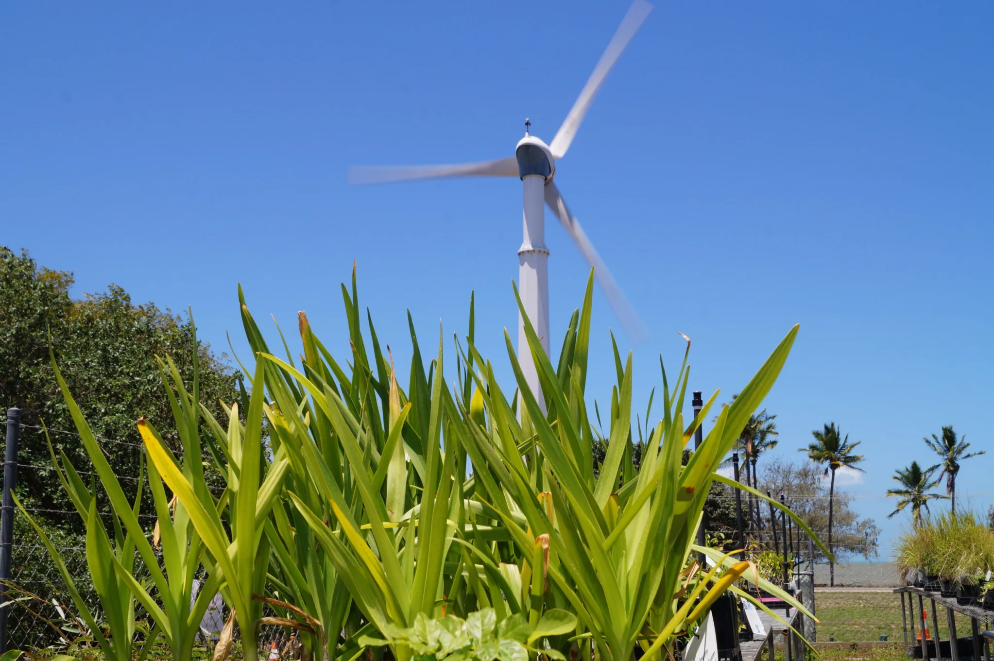 Lush green plants in the foreground with a large wind turbine against a blue sky.