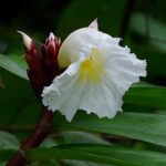 Close-up of Native Crepe Ginger flower, symbolizing Queensland's threatened flora conservation efforts by the CDTLI Landcare Nursery.